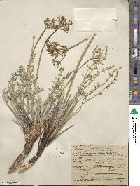 Lomatium parryi image