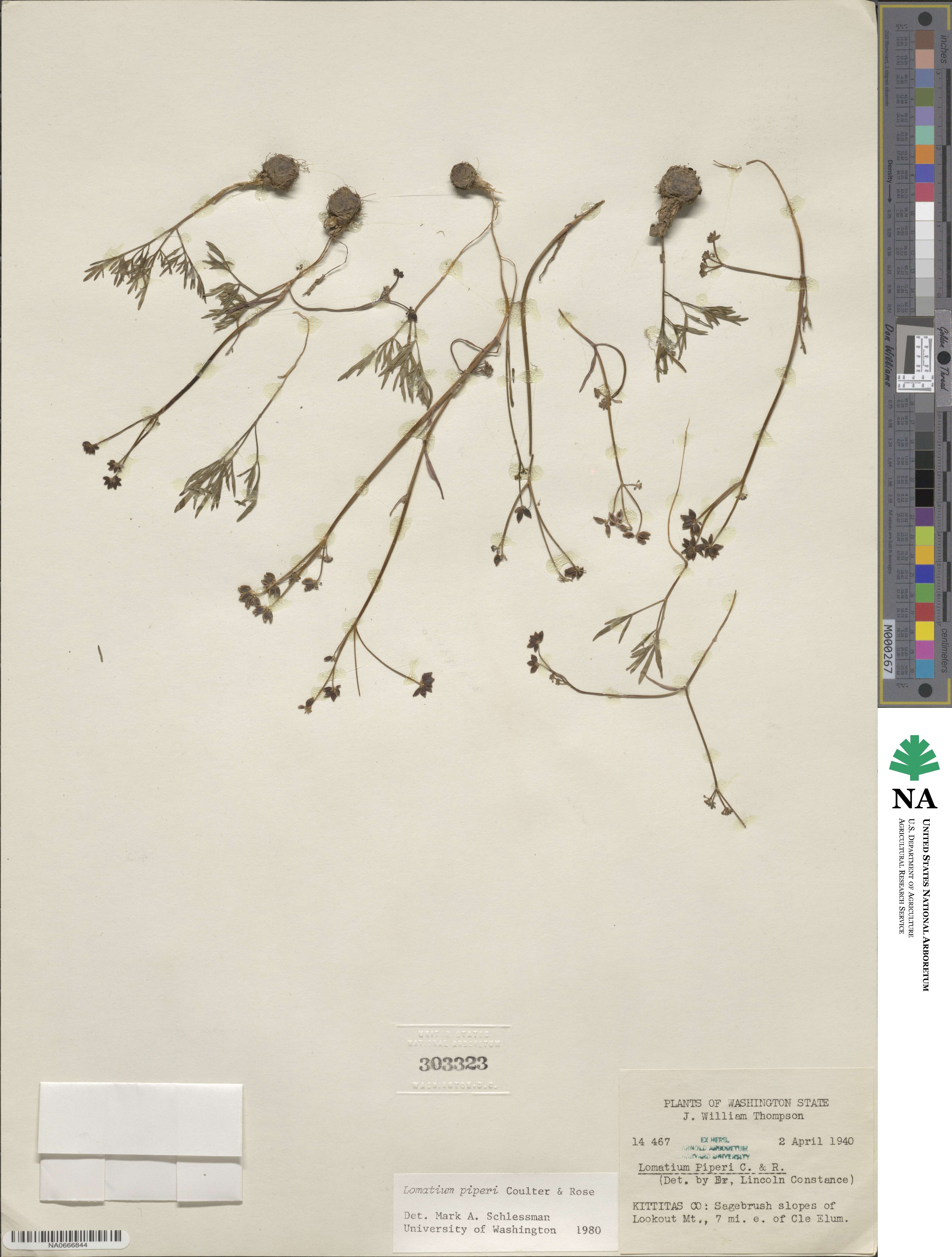 Lomatium piperi image