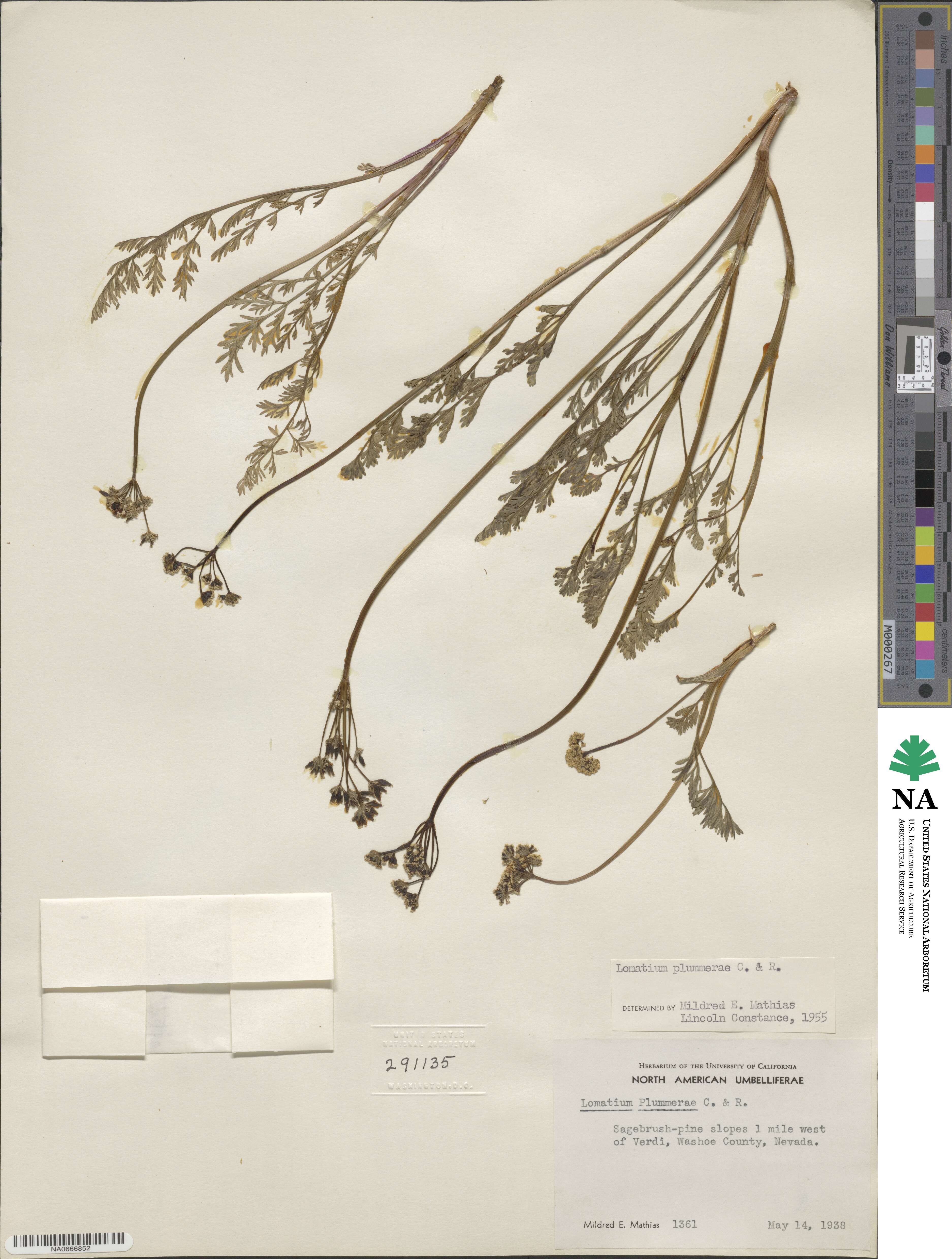 Lomatium donnellii image