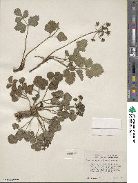 Lomatium repostum image