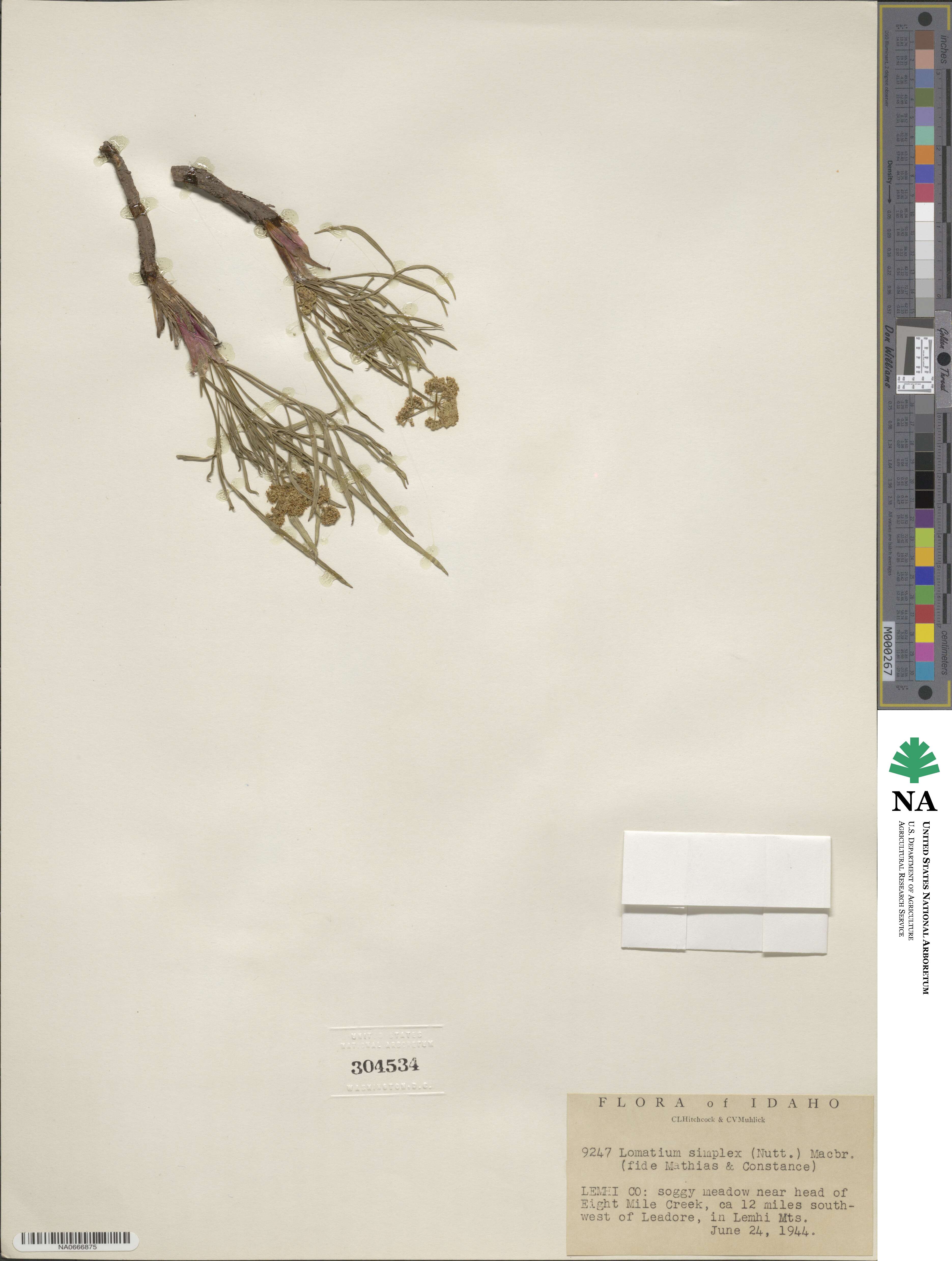 Lomatium simplex image
