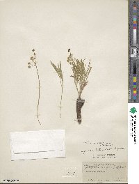 Lomatium simplex image