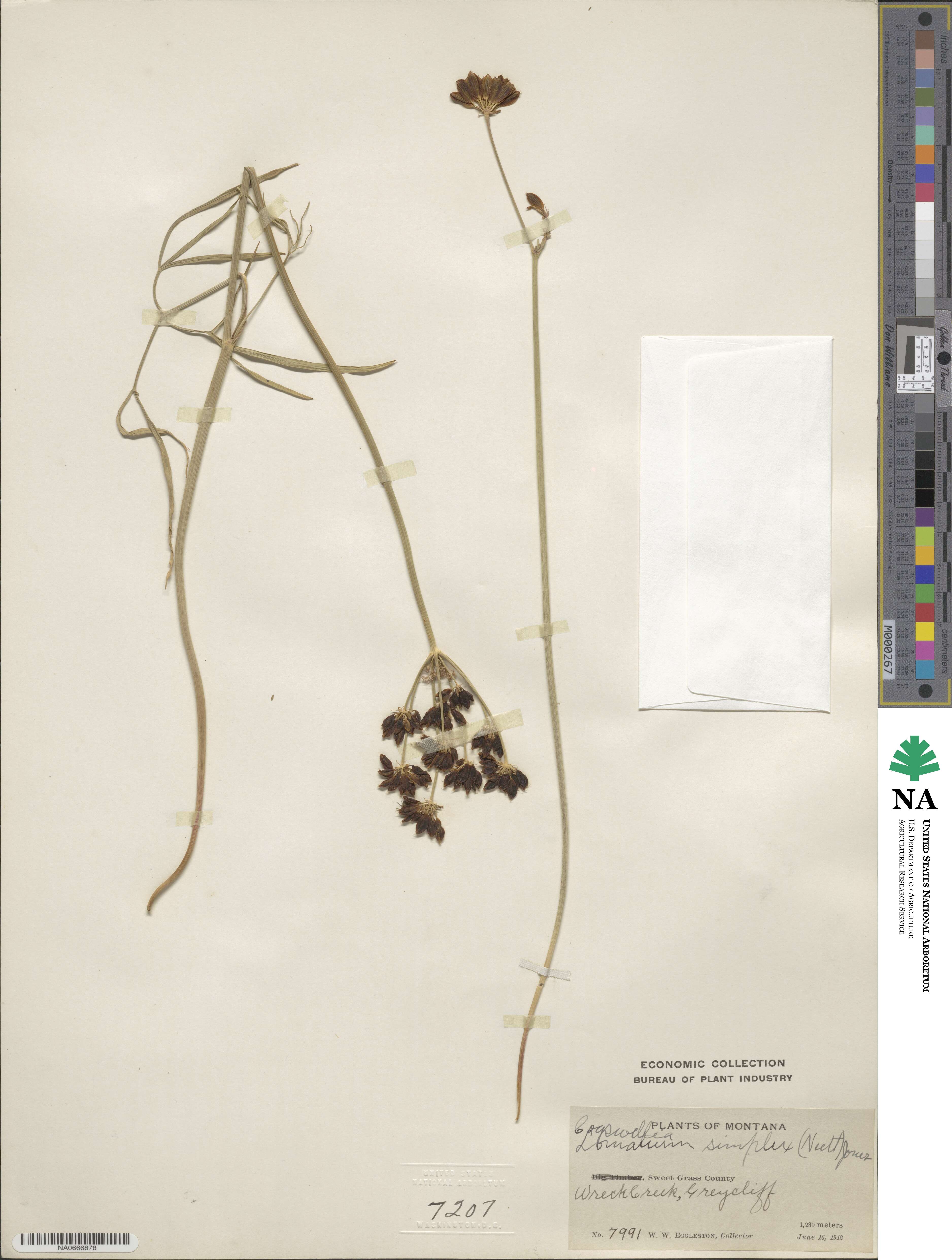 Lomatium simplex image