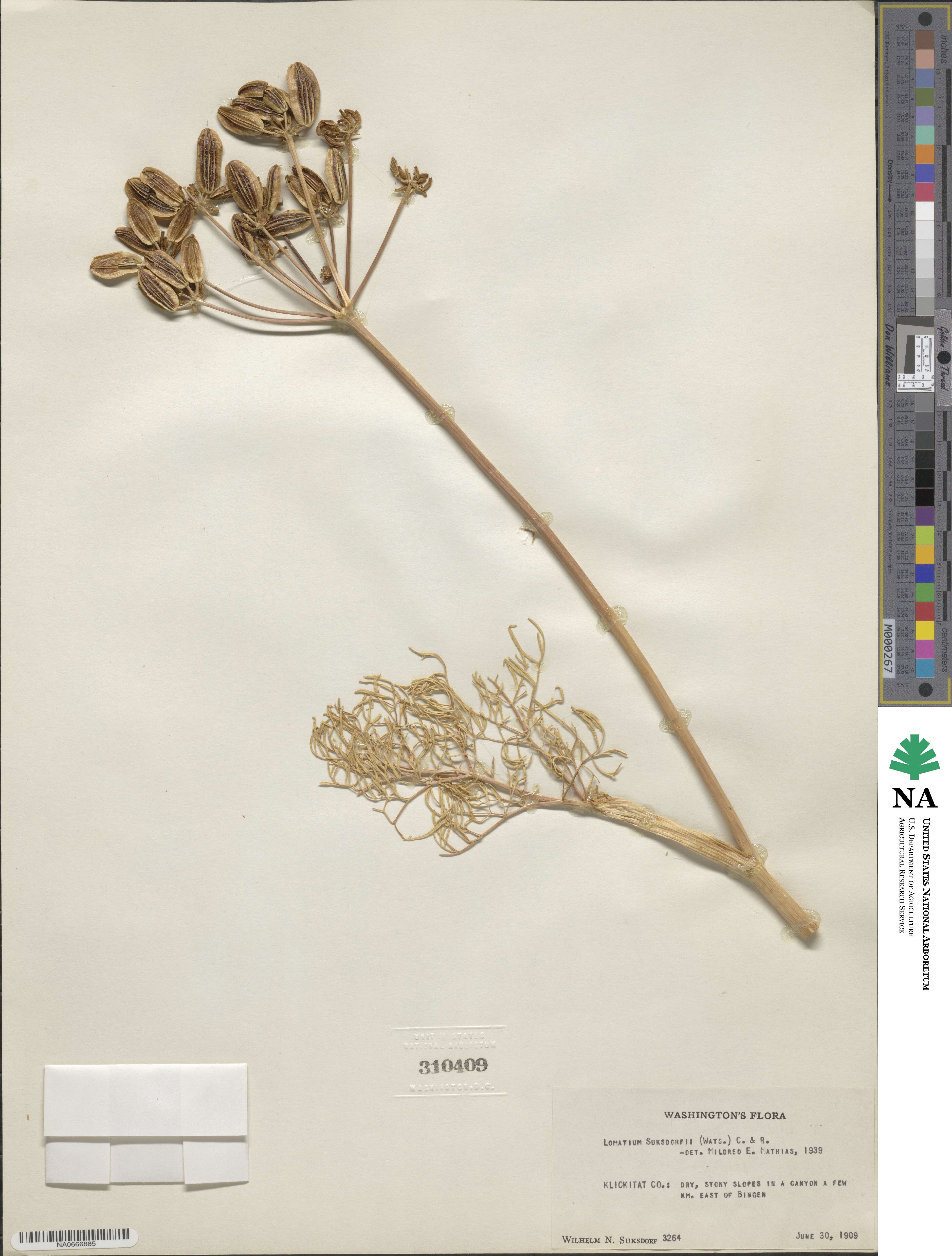 Lomatium suksdorfii image