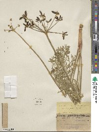 Lomatium suksdorfii image