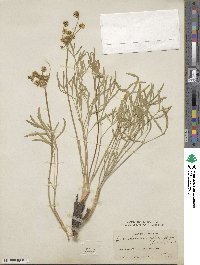 Lomatium triternatum image