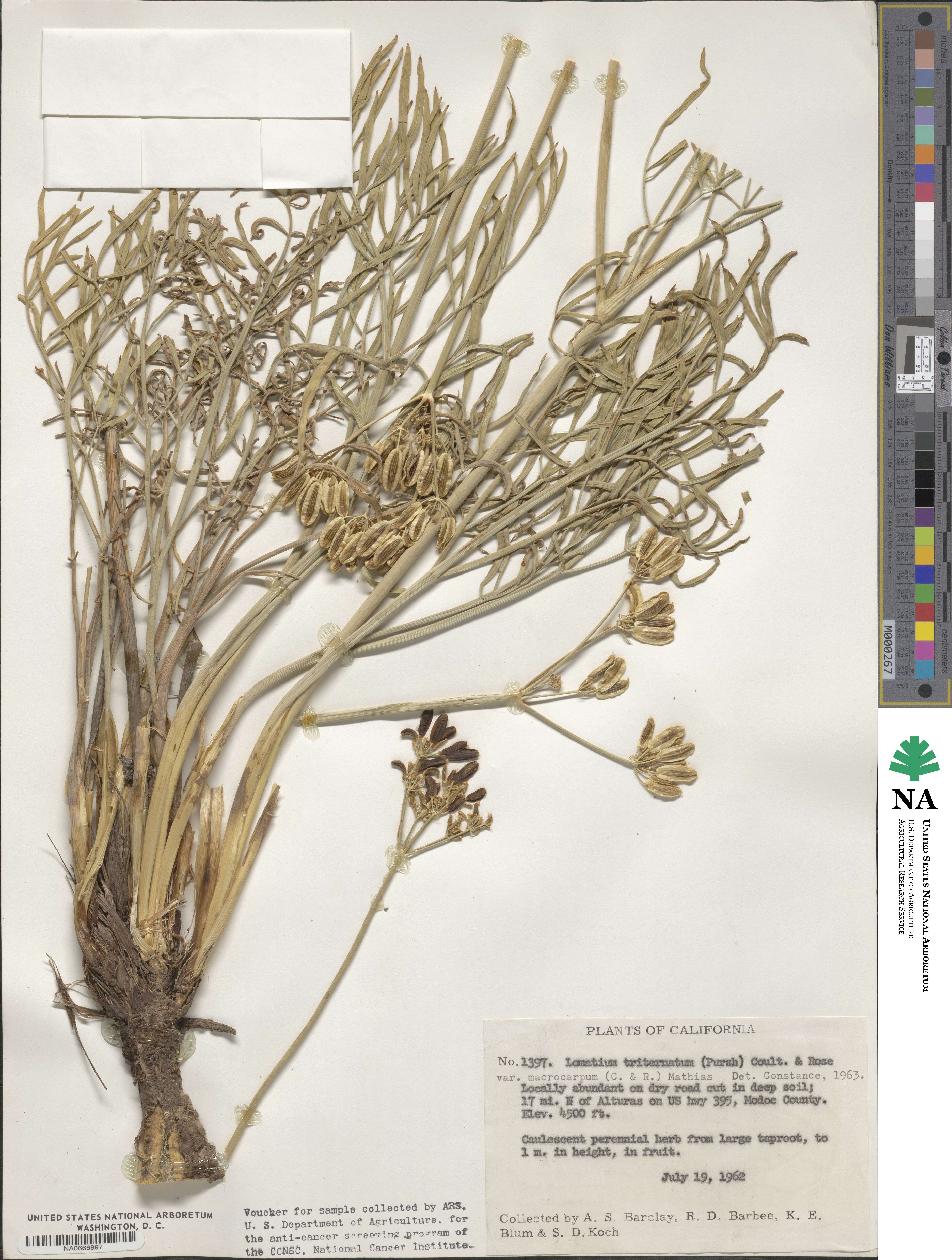 Lomatium triternatum image
