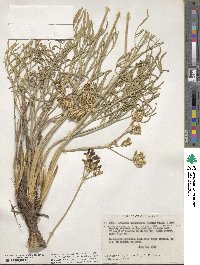 Lomatium triternatum image