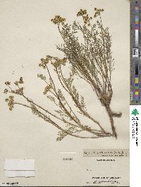 Lomatium utriculatum image