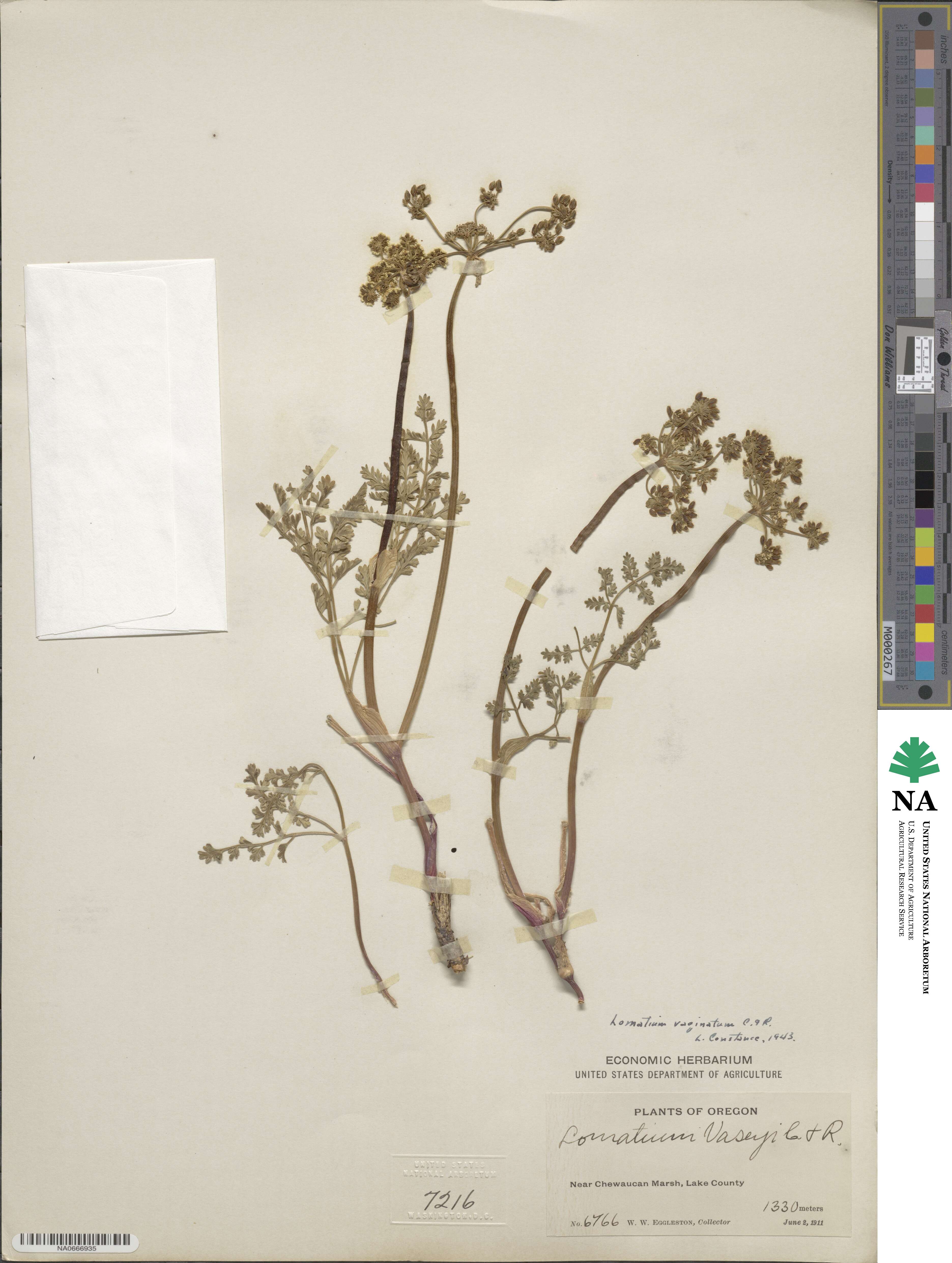 Lomatium vaginatum image
