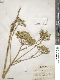 Pastinaca sativa image