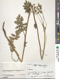 Pastinaca sativa image