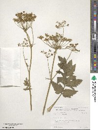 Pastinaca sativa image