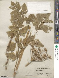 Pastinaca sativa image