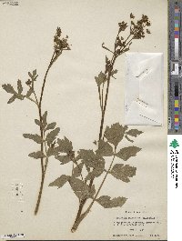 Pastinaca sativa var. sylvestris image