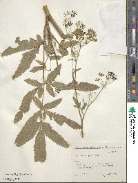 Pastinaca sativa subsp. sativa image