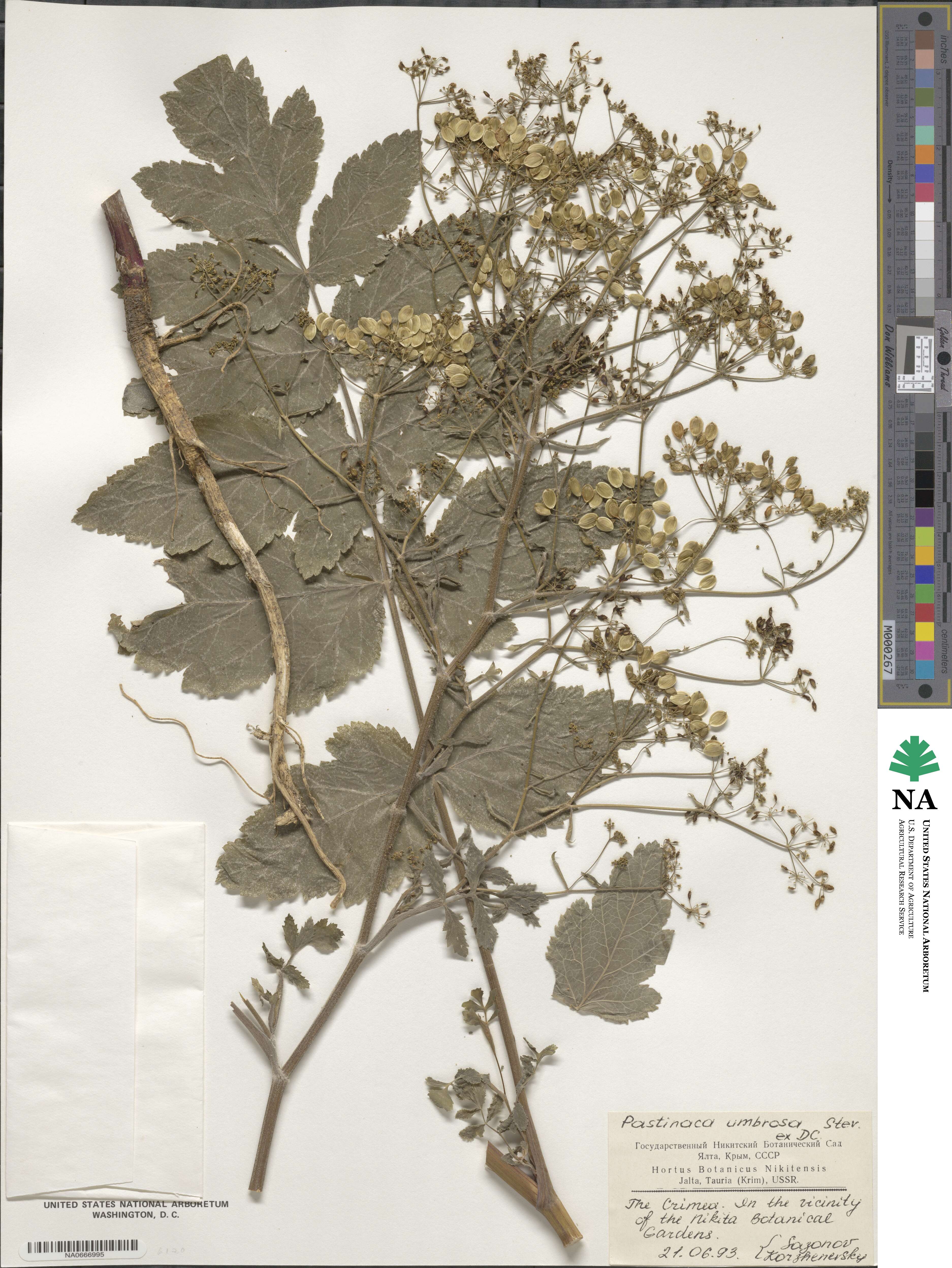 Pastinaca sativa subsp. urens image