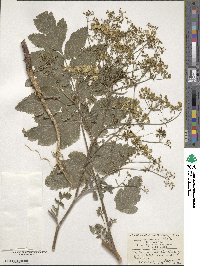 Pastinaca sativa image