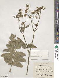 Pastinaca sativa image