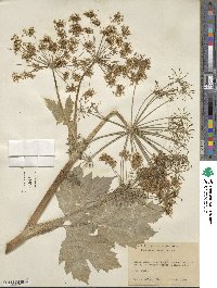 Heracleum sphondylium image