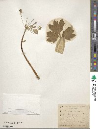 Heracleum sphondylium subsp. elegans image