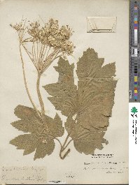 Heracleum sphondylium image