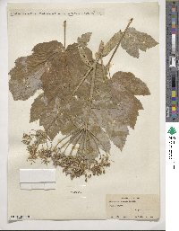 Heracleum sphondylium image