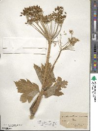 Heracleum sphondylium subsp. elegans image