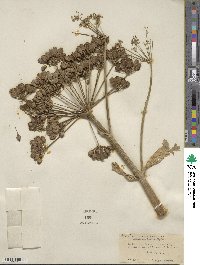 Heracleum sphondylium subsp. elegans image