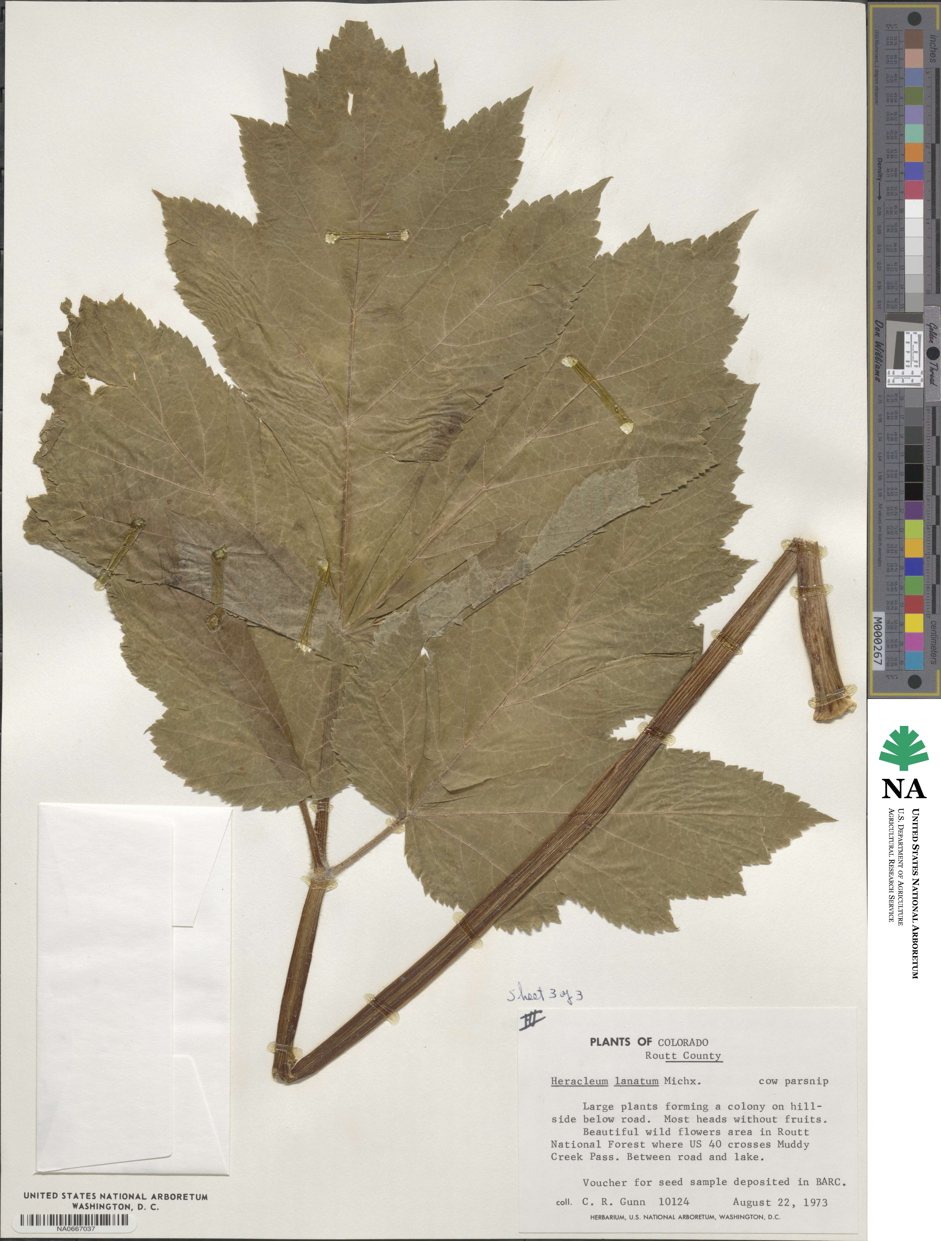 Heracleum image