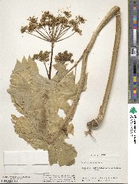 Heracleum sphondylium subsp. elegans image