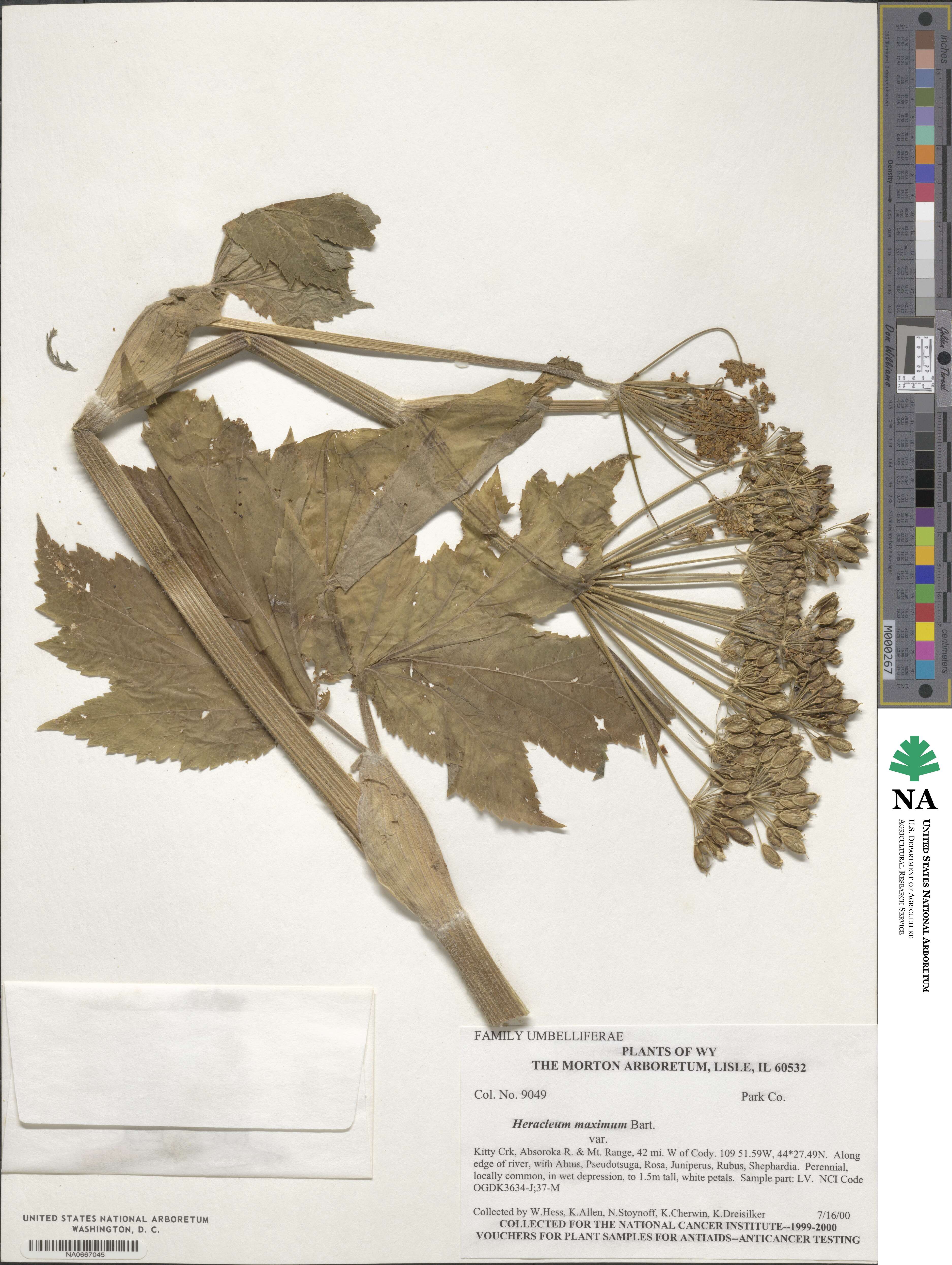 Heracleum sphondylium image