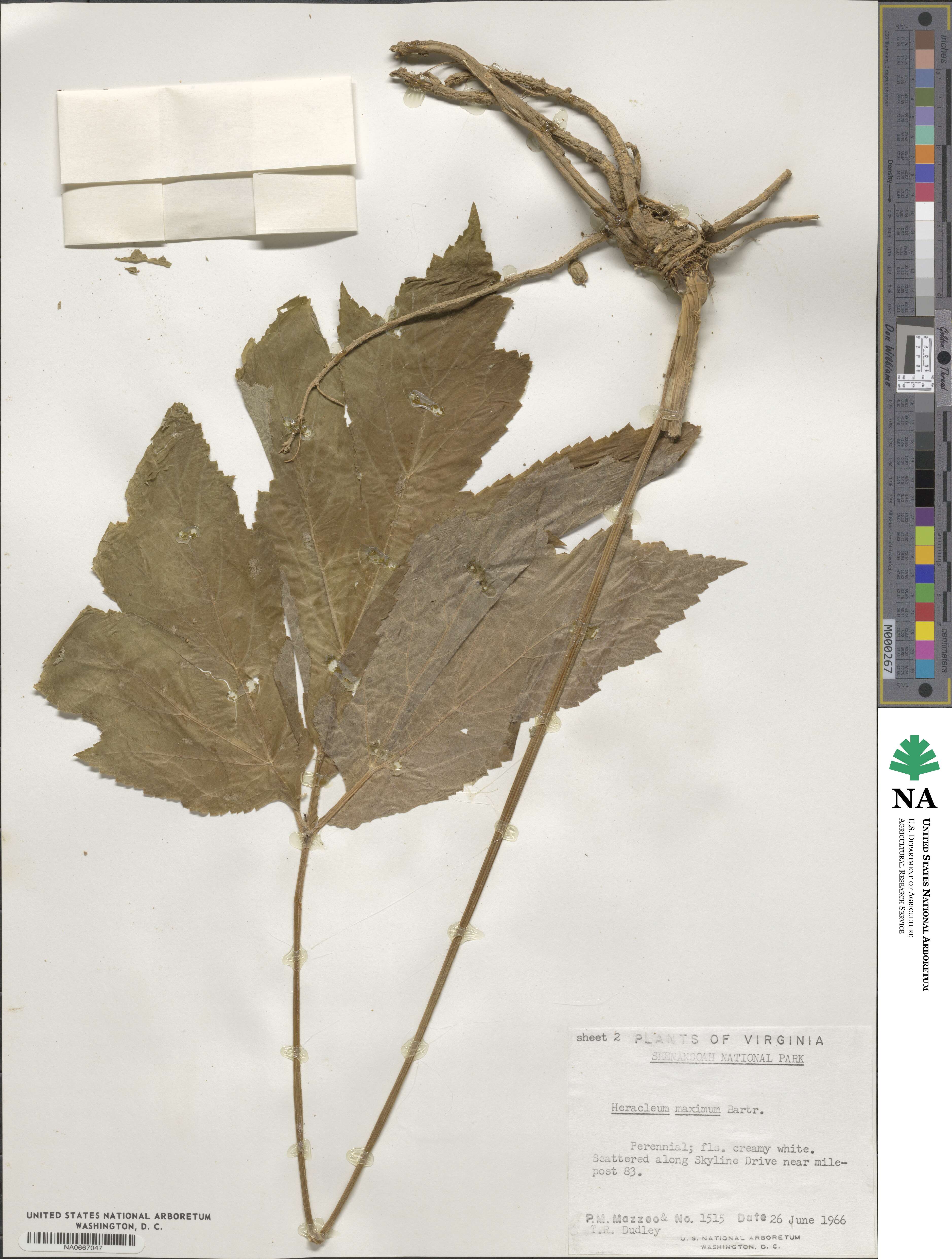 Heracleum sphondylium subsp. elegans image