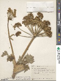 Heracleum sphondylium image