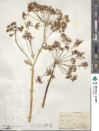 Heracleum sphondylium image