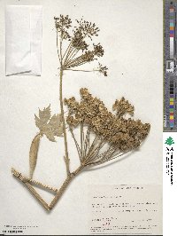 Heracleum sphondylium image