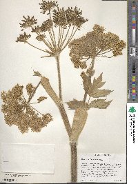 Heracleum sphondylium subsp. elegans image