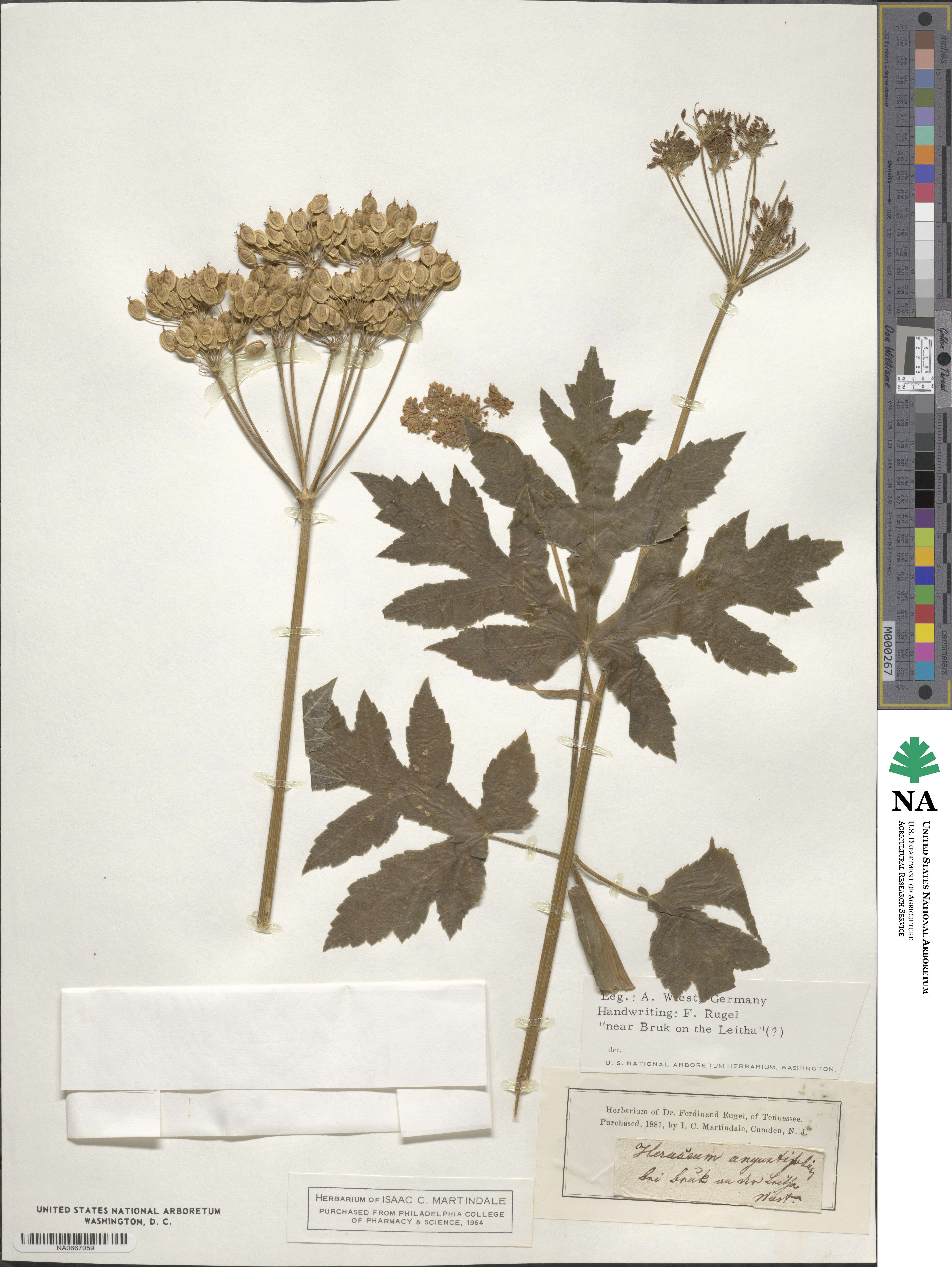 Heracleum sphondylium subsp. glabrum image