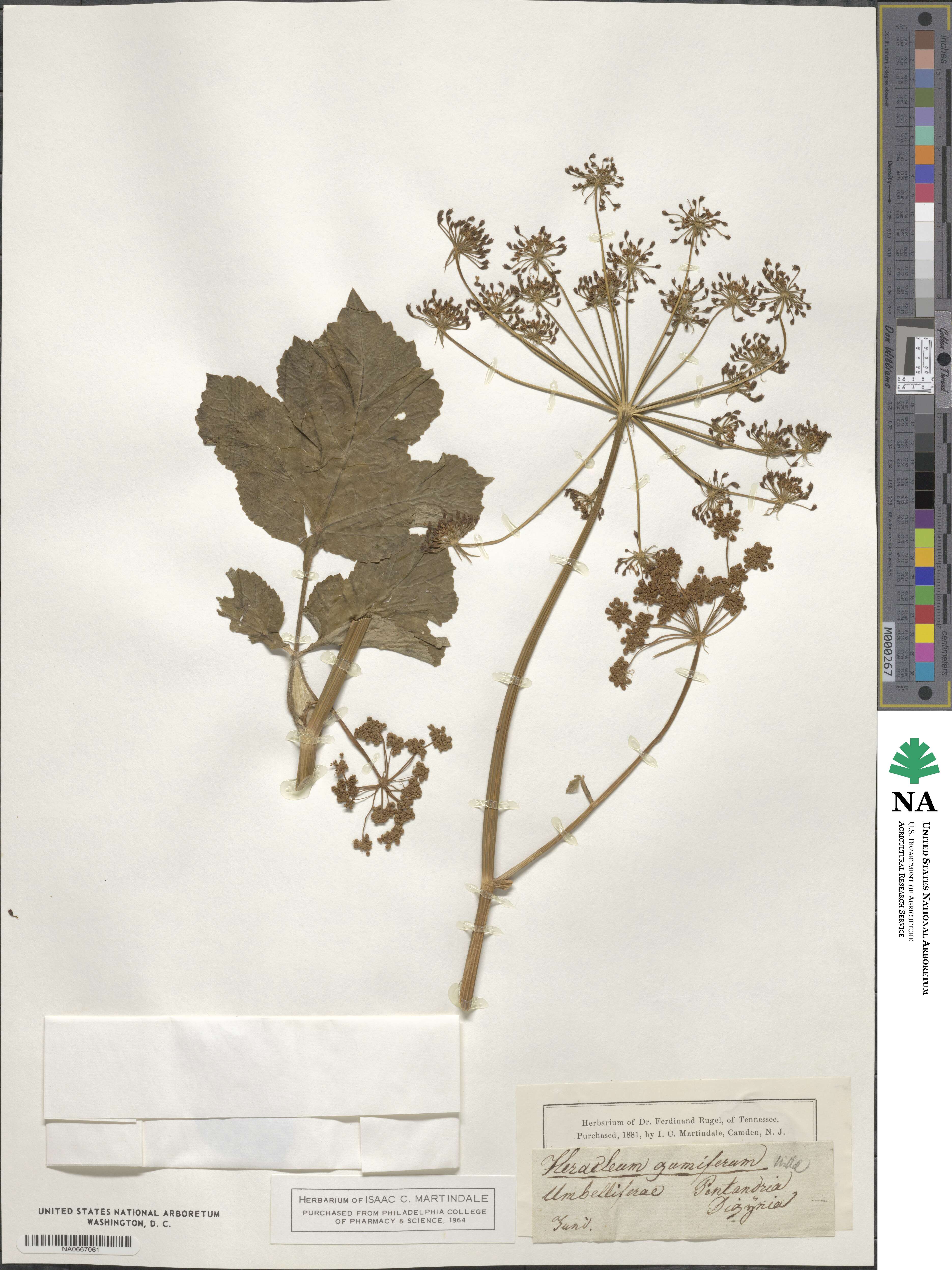 Heracleum pubescens image