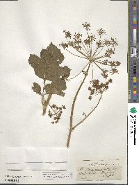 Image of Heracleum pubescens