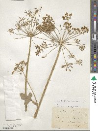 Image of Heracleum pyrenaicum