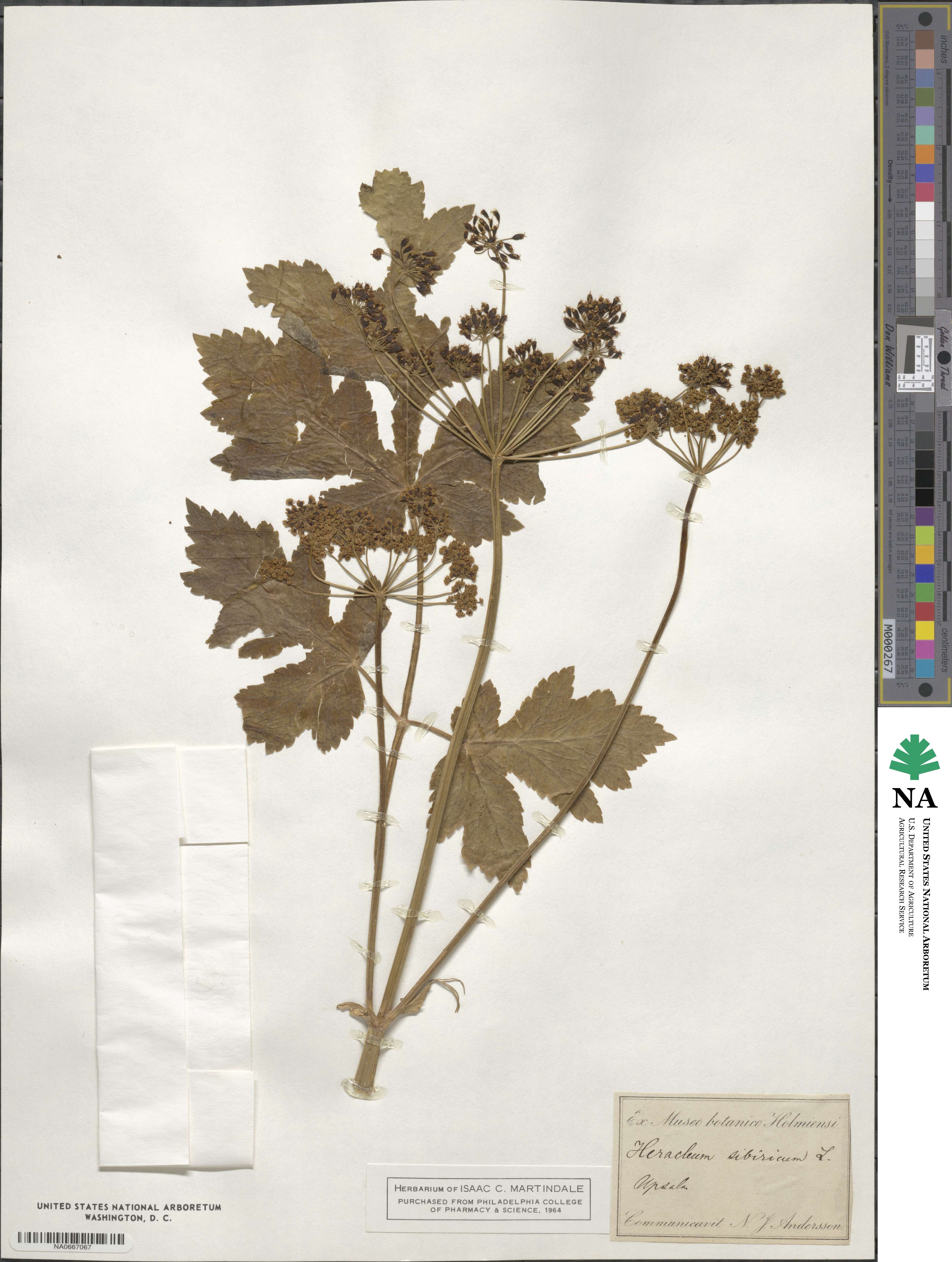 Heracleum sphondylium subsp. glabrum image