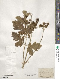 Heracleum sphondylium image