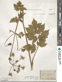 Heracleum sphondylium image