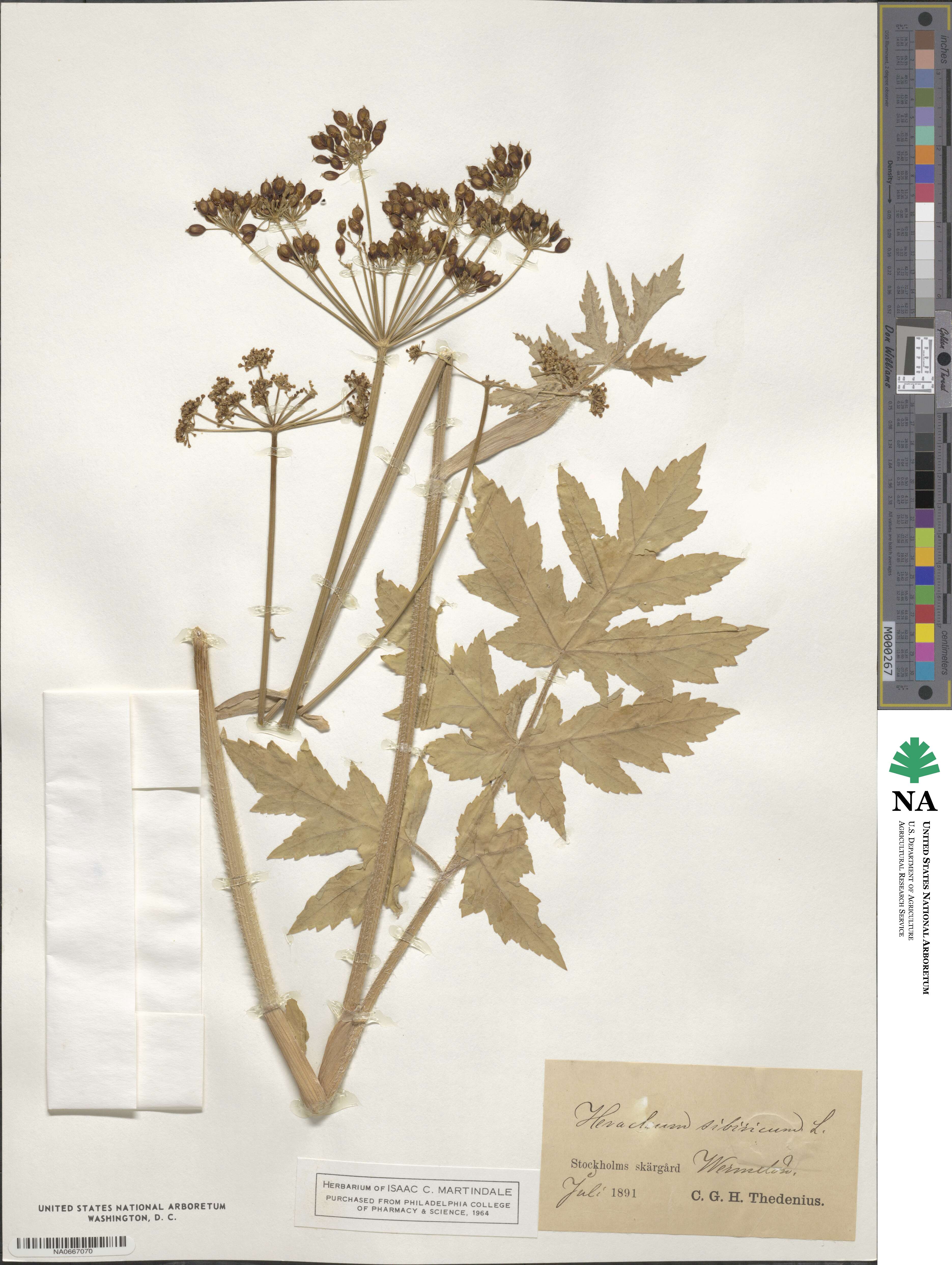 Heracleum sphondylium subsp. glabrum image