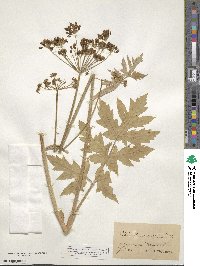 Heracleum sphondylium image