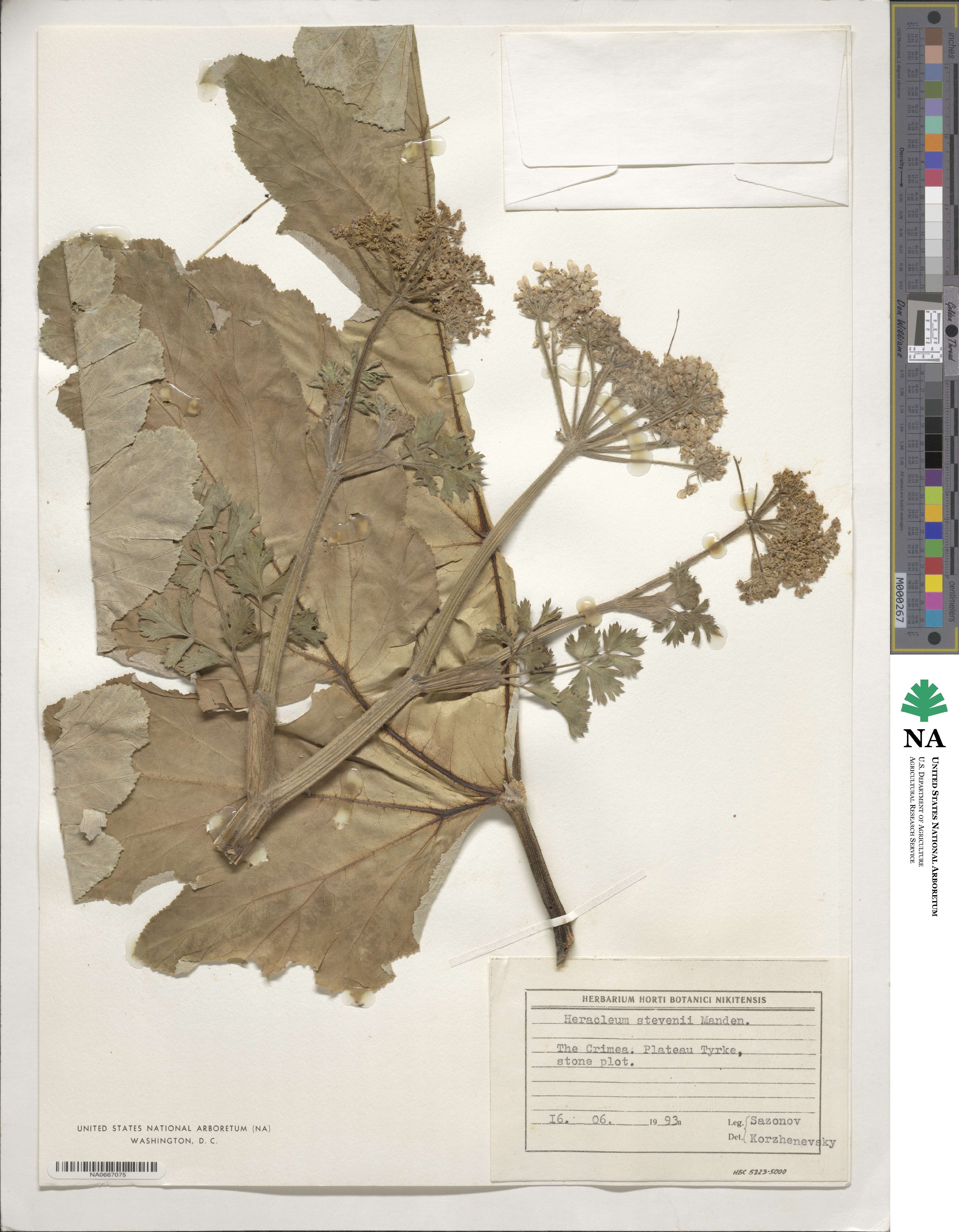 Heracleum stevenii image