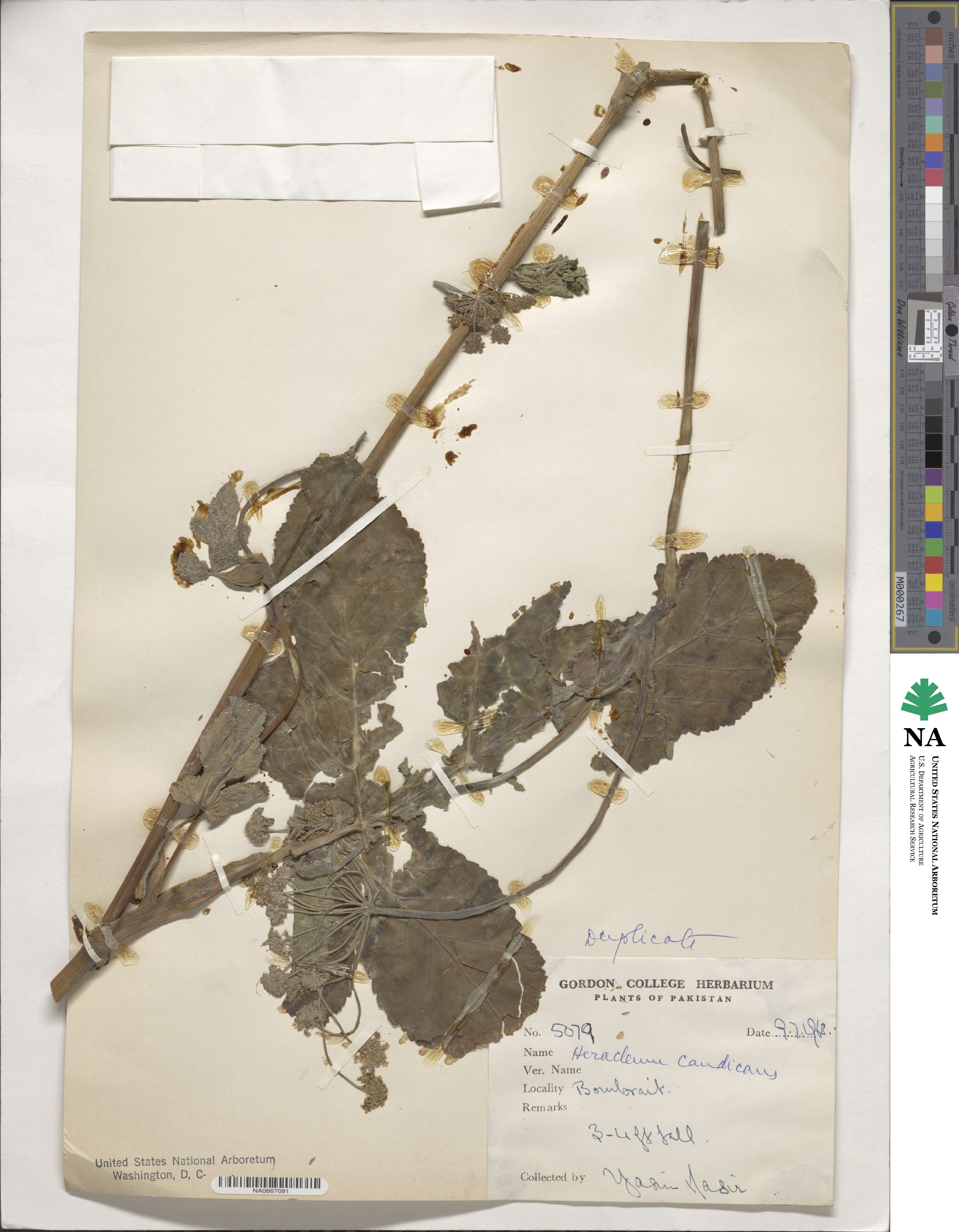 Tetrataenium candicans image