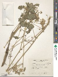 Image of Tetrataenium canescens