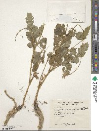 Tetrataenium canescens image